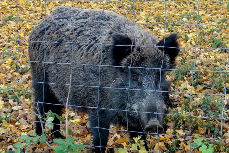 Tierlexikon: Wildschwein