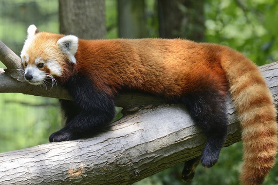 Tierlexikon: Kleine Pandas