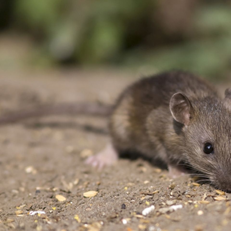 Tierlexikon: Wanderratte