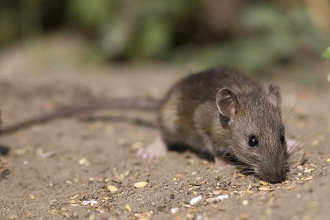Tierlexikon: Wanderratte