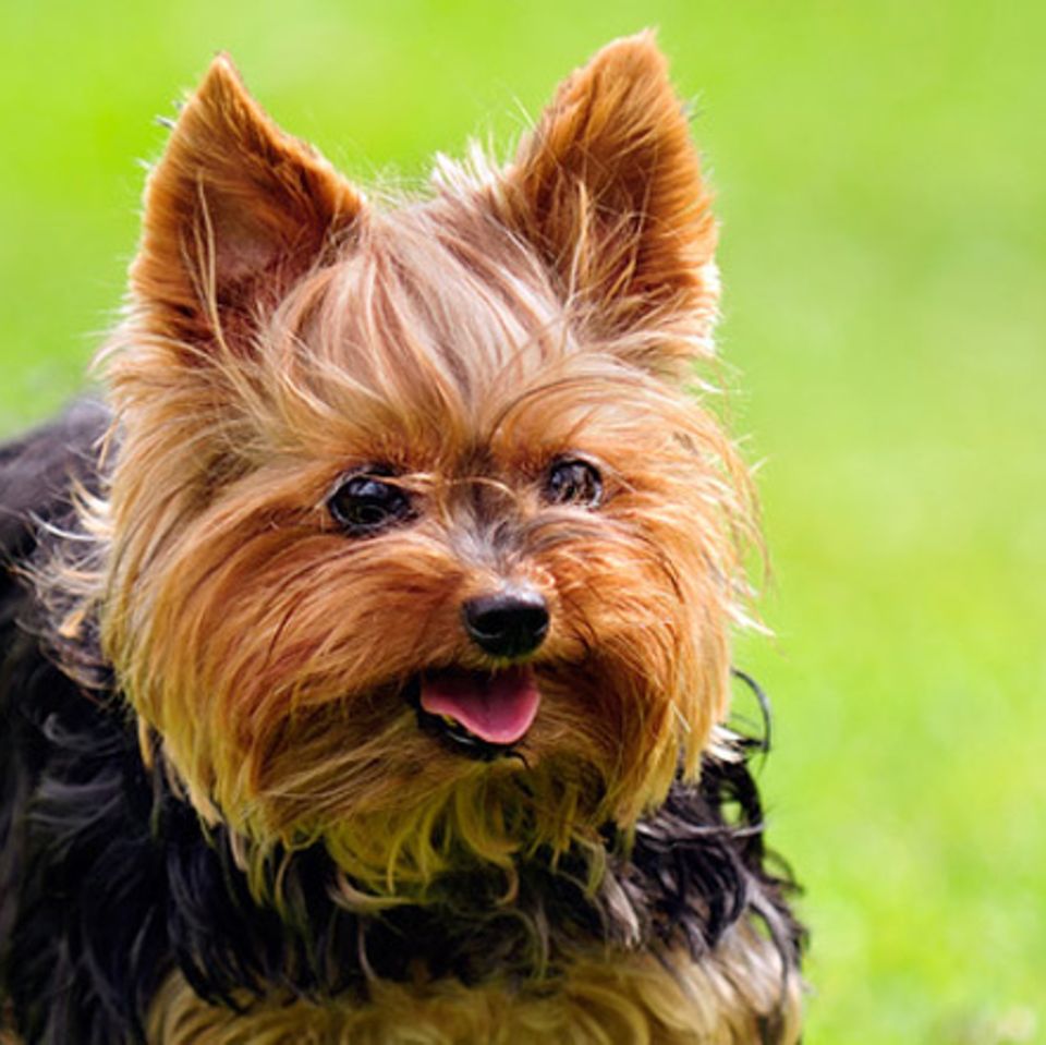 Tierlexikon: Yorkshire Terrier