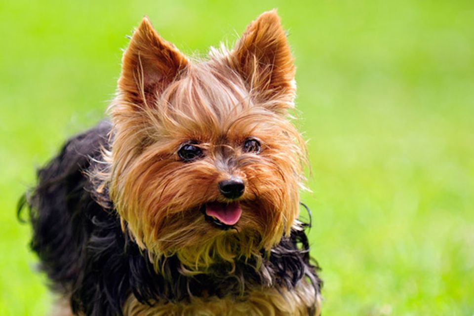 Tierlexikon: Yorkshire Terrier