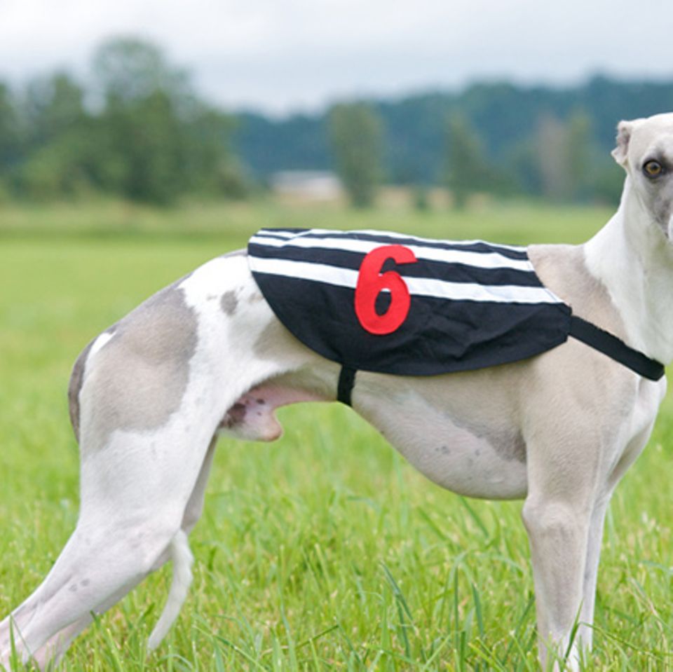 Tierlexikon: Whippet