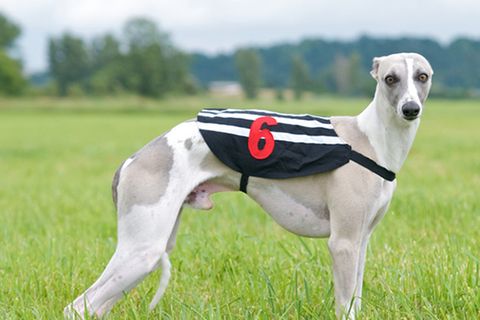 Tierlexikon: Whippet