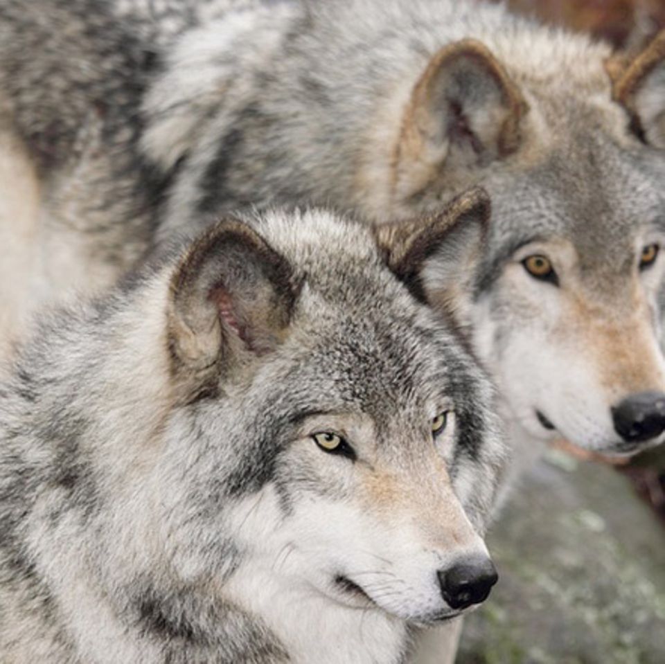 Tierlexikon: Wolf