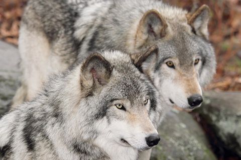 Tierlexikon: Wolf