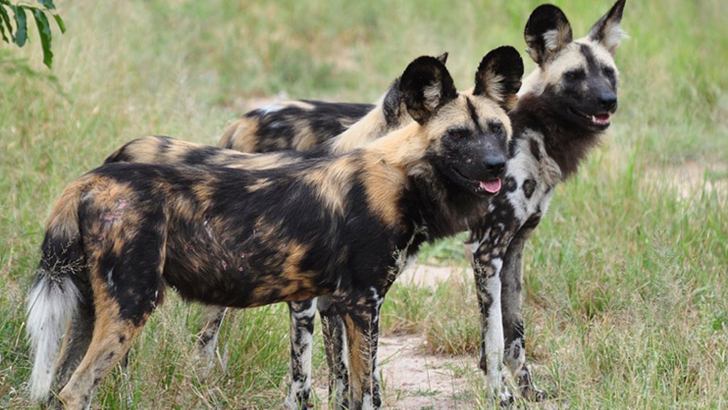 Tierlexikon: Afrikanischer Wildhund - [GEOLINO]