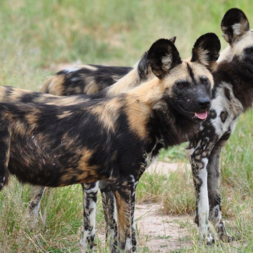 Tierlexikon: Afrikanischer Wildhund