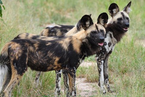 Tierlexikon: Afrikanischer Wildhund