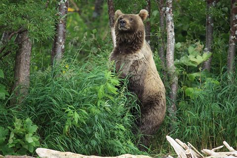 Tierlexikon: Kamtschatkabär