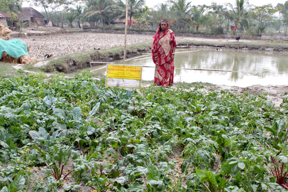 Indien: Gemüsegärten, die neben Bewässerungsteichen angelegt sind, können in der trockenen Jahreszeit mit Wasser versorgt werden Indien: Gemüsegärten, die neben Bewässerungsteichen angelegt sind, können in der trockenen Jahreszeit mit Wasser versorgt werden