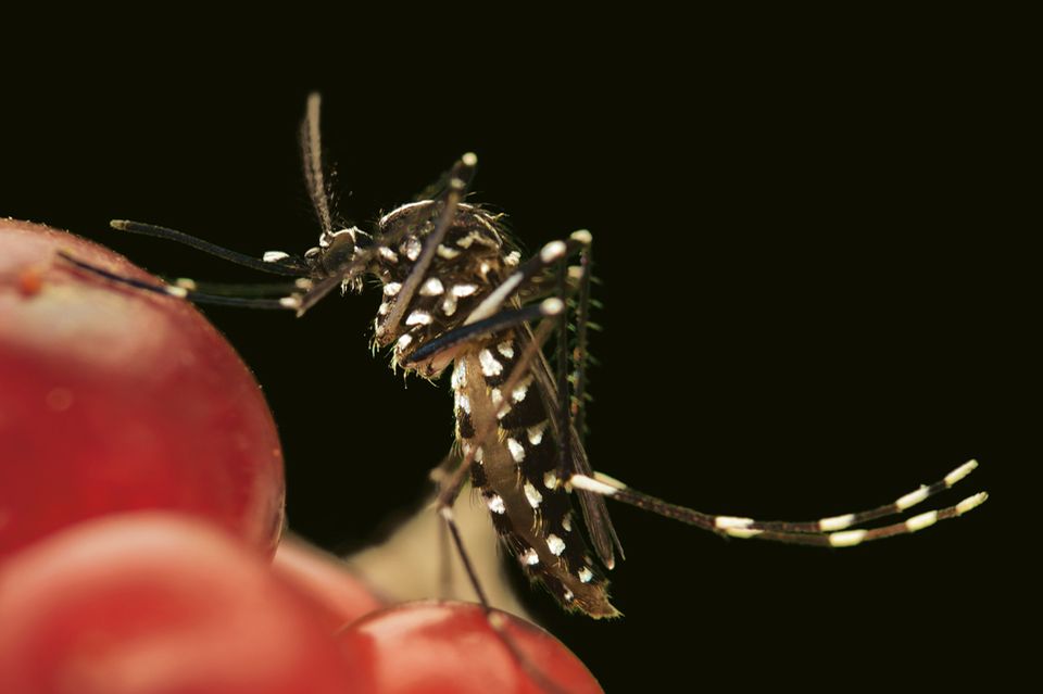 Tropenkrankheiten: Der Klimawandel erleichtert der Asiatischen Tigermücke die Ausbreitung nach Norden. Das aggressive Insekt überträgt das Denguefieber und Chikungunya