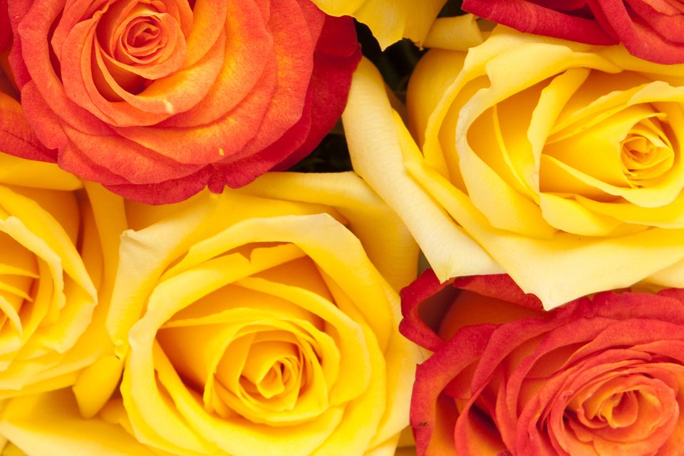 Redewendung: Wie auf Rosen gebettet