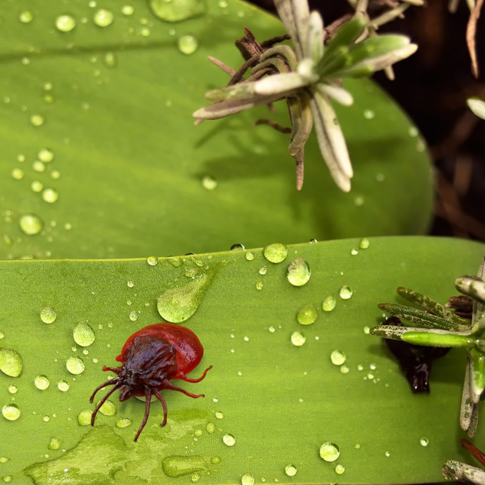 Insekten: Zecken