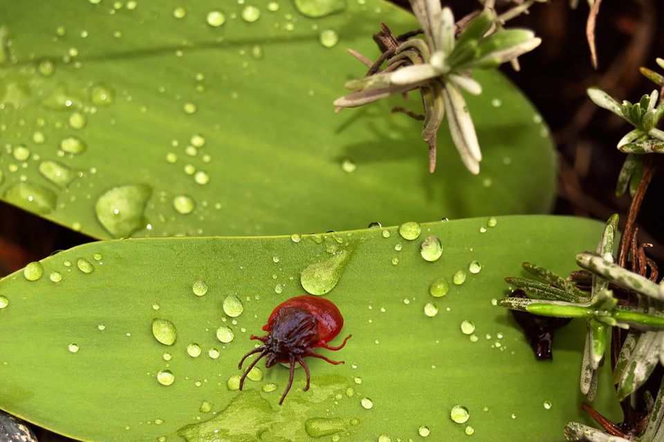 Insekten: Zecken