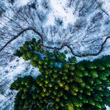 Kiefernwald im Schnee/Dänemark