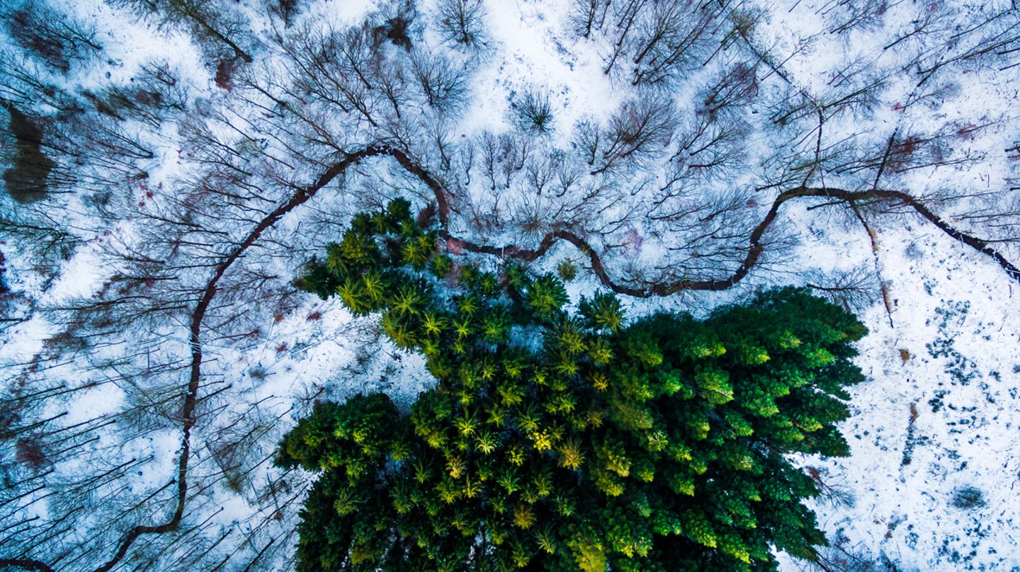 Gewinner Kategorie "Nature & Wildlife": Michael Bernholdt Kiefernwald im Schnee/Dänemark