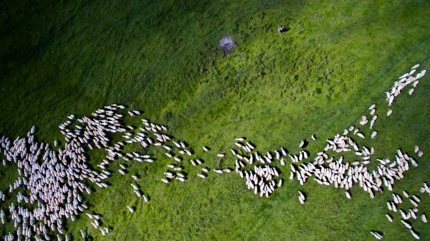 2. Platz Kategorie "Nature & Wildlife": Szabolcs Ignacz Schafherde in Rumänien