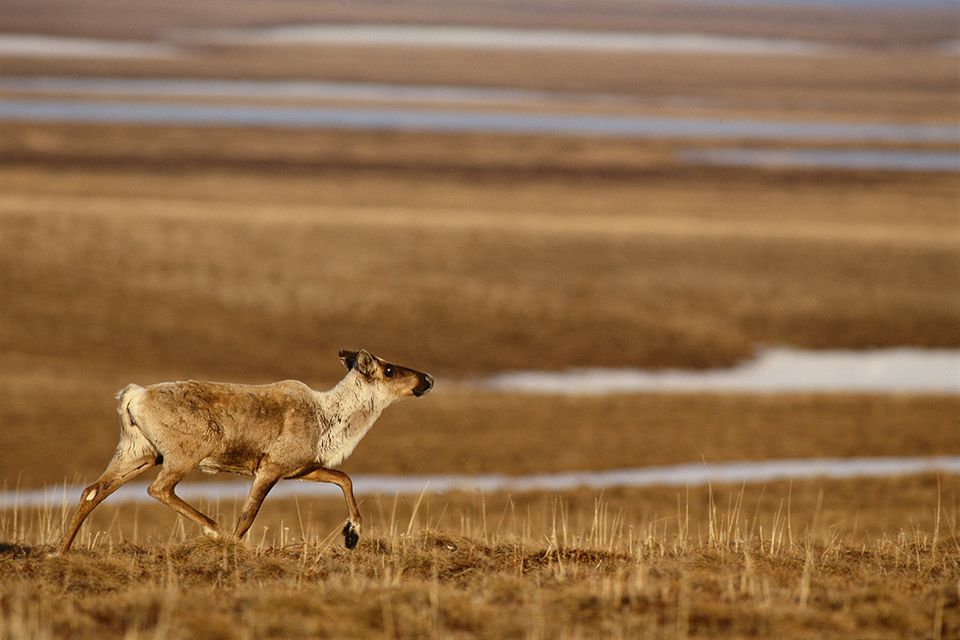 caribou-tundra-ivvavik-national- caribou-tundra-ivvavik-national-