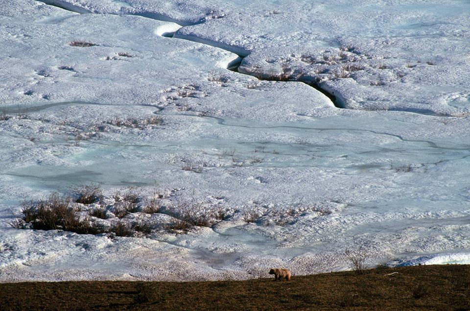 A grizzly bear walks on the arctic tundra at Wolf Creek in Ivvavik National Park. A grizzly bear walks on the arctic tundra at Wolf Creek in Ivvavik National Park.