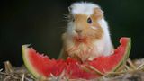 Meerschwein nascht Melone