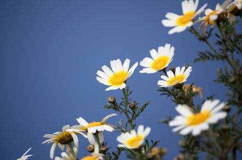Redewendung: Kamille gilt als Heilpflanze