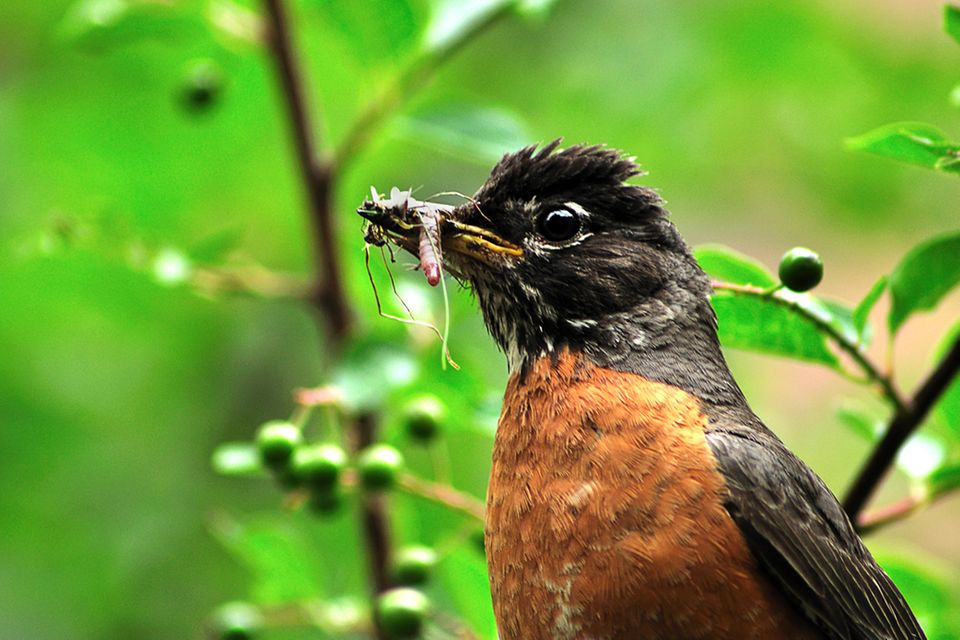 Englische Redewendung: Ein Vogel mit Regenwurm im Schnabel