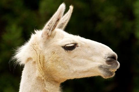 Redewendung: "Toi toi toi" ersetzt das mittelalterliche Ausspucken - Lamas spucken auch heute noch ohne schlechtes Gewissen