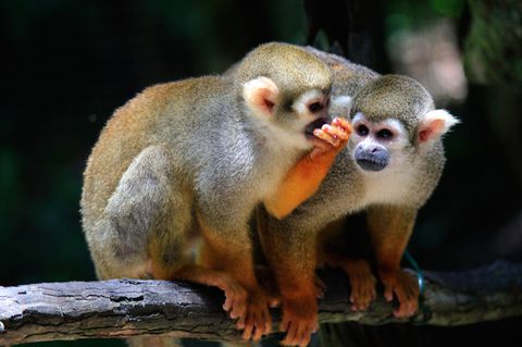 Redewendung: Klappe zu, Affe tot