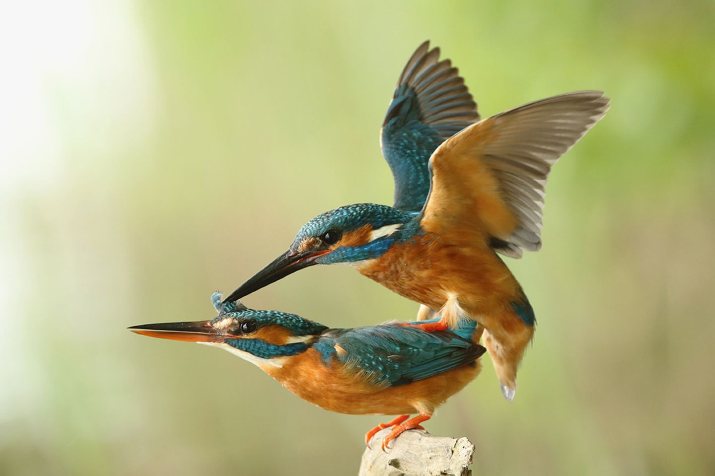 Eisvögel bei der Paarung