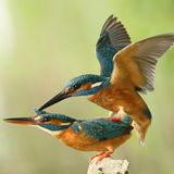 Eisvögel bei der Paarung