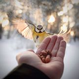 Meise, Konsta Punkka