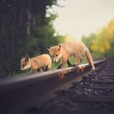 Fuchs, Konsta Punkka