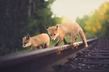 Fuchs, Konsta Punkka