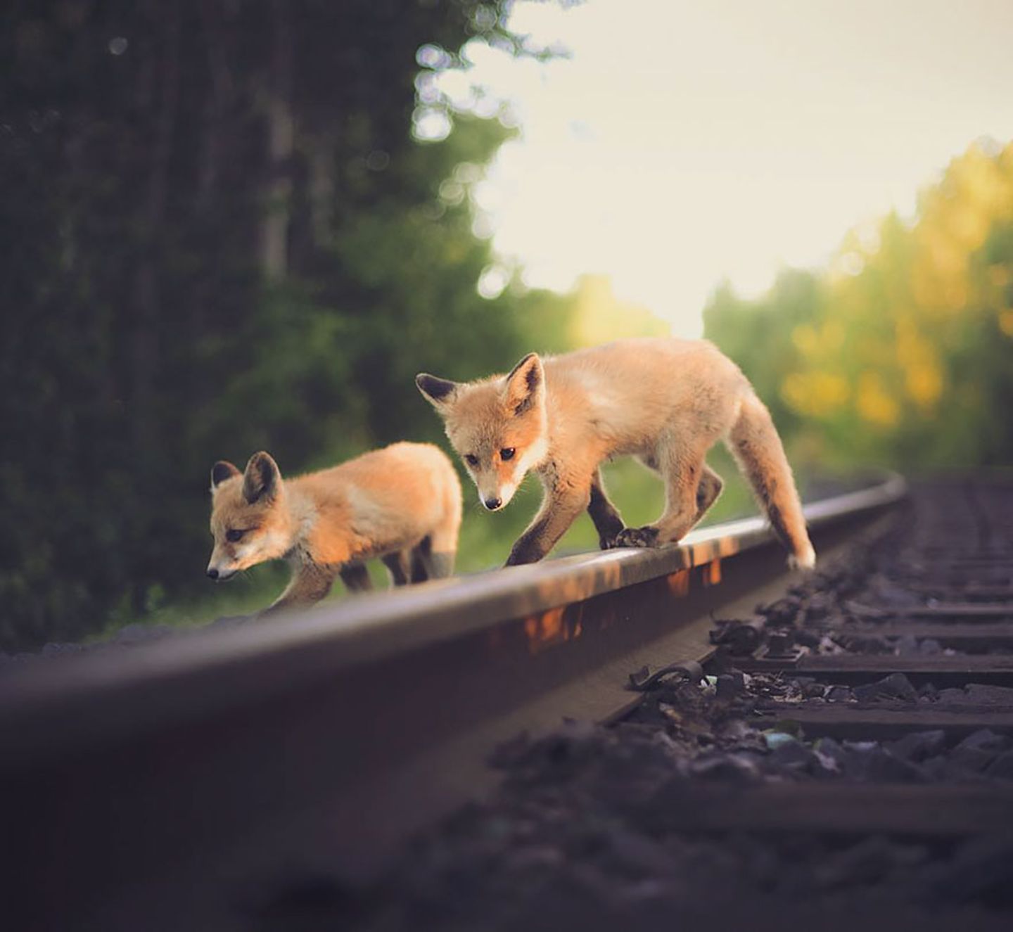 Fuchs, Konsta Punkka