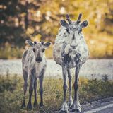 Rentiere, Konsta Punkka