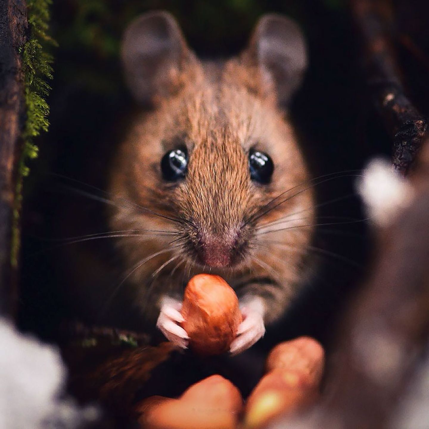 Maus, Konsta Punkka