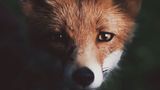 Fuchs, Konsta Punkka