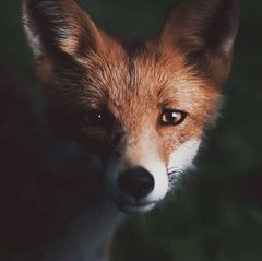 Fuchs, Konsta Punkka