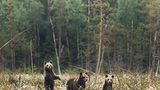 Bären, Konsta Punkka