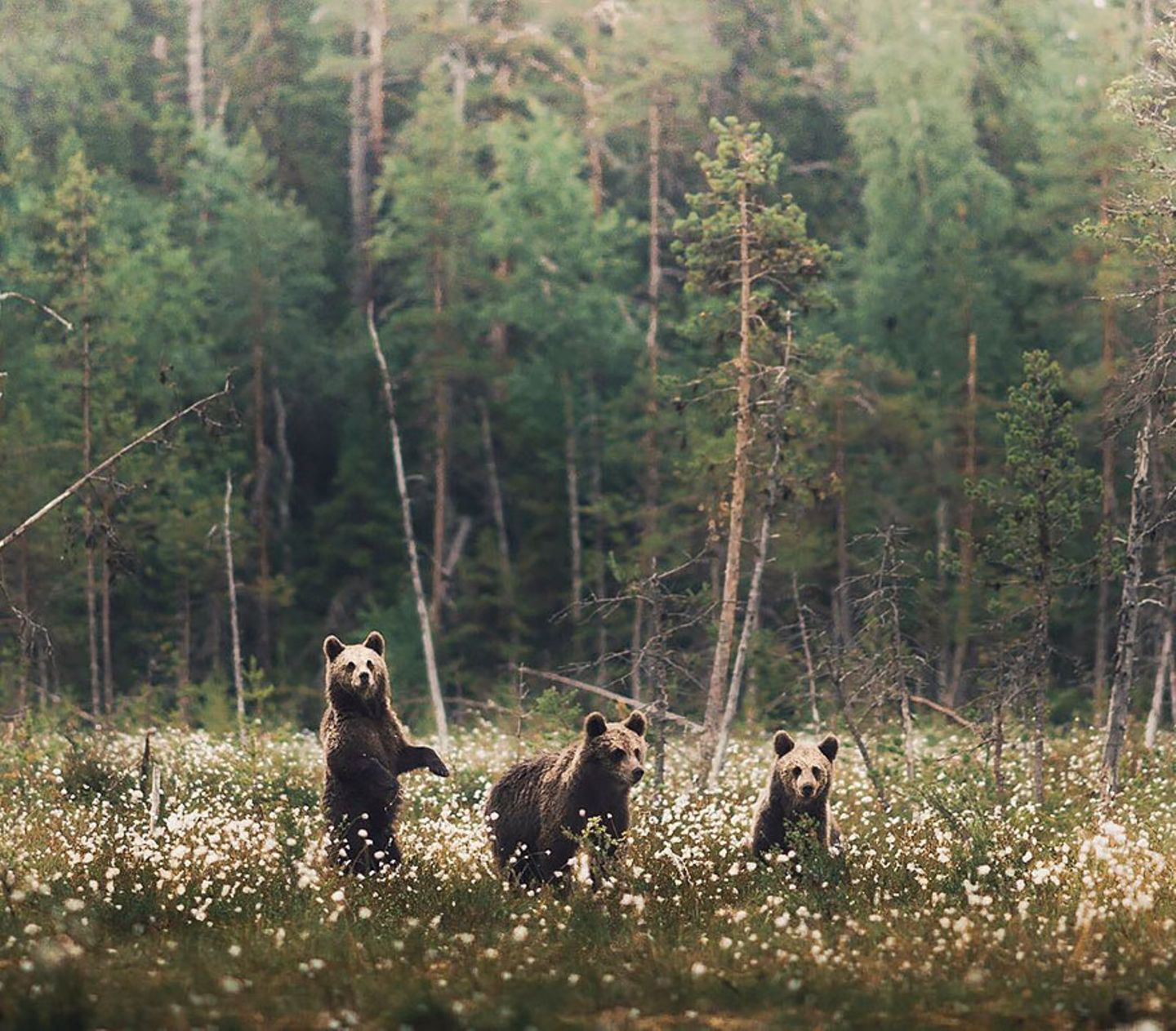 Bären, Konsta Punkka