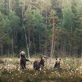 Bären, Konsta Punkka