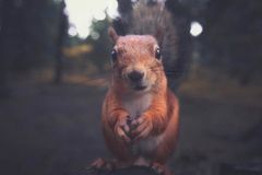 Eichhörnchen, Konsta Punkka