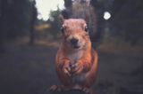 Eichhörnchen, Konsta Punkka