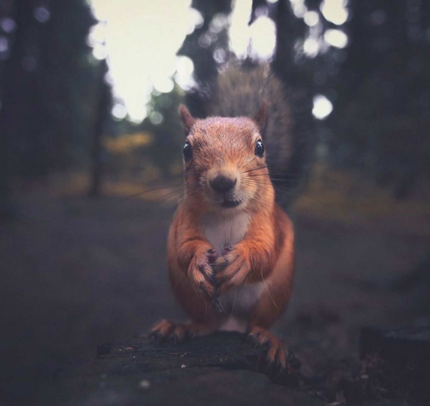 Eichhörnchen, Konsta Punkka