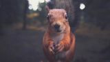 Eichhörnchen, Konsta Punkka