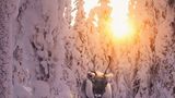 Konsta Punkka