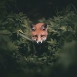 Fuchs, Konsta Punkka