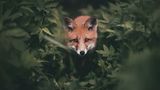 Fuchs, Konsta Punkka