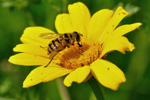 Die Taufe der Wildbiene